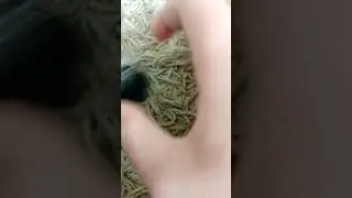 пранк (гей у машин)