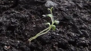 Ivan-tea sprouts 🌿🌺 from seeds - on the windowsill! Part 1. (Russian tea).