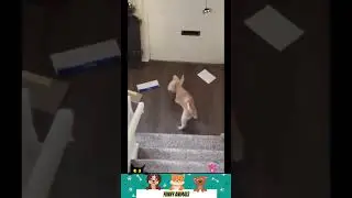 приколы с животными , смешные моменты , коты и собаки  , смех до слез #cat #dogs #animals