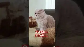 Сегодня утром ... 