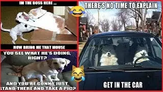 Funny Animals That Make Us Laugh So Hard
