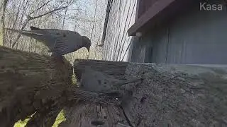Fly High Mourning Doves