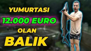 The Fish Species That Has Been Living Since the Dinosaur Age: The Sturgeon!