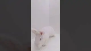 Белый кролик в белой комнате