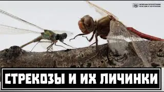 Dragonflies and their larvae. Predatory conquerors of water and air. // Clever Cricket