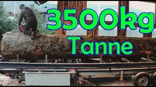 4x Blockbohlen 30x30cm sägen 🪚 aus 3,5 Tonnen Tanne - Mobiles Sägewerk big mobile Bandsaw #bigtree