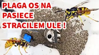 PLAGA OS NA MOJEJ PASIECE ! Spore straty w Ulach #plaga #osy #pasieka