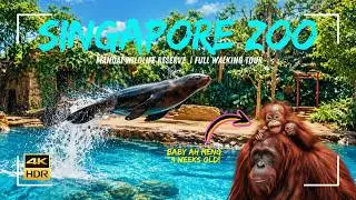 Full Singapore Zoo Experience | Wildlife Exhibits & Animal Shows
