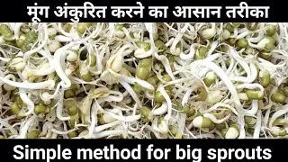 Simple method for big and fastest sprouts, मूंग अंकुरित करने का आसान तरीका