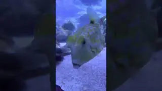 Long Horn Cowfish