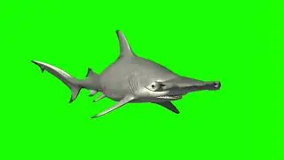 Hammerhead shark // hammerhead shark swim // shark swim / green screen shark swim / 