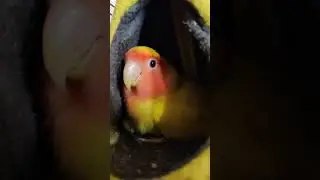 Неразлучник в ожидании пополнения. Lovebird.#lovebirds #yellow#неразлучники #яйцо #скоромама #милота