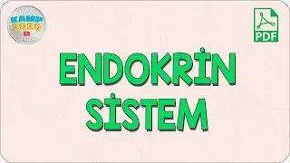 Endokrin Sistem | AYT Biyoloji 2020