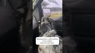 Собака плачет из-за того, что мужчина взял себе теленка. Собака грустит и обиделась на мужика 