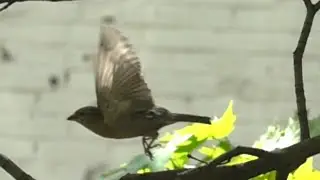 Воробьи в 960 fps slowmo