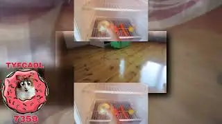 YTPMV УТРО КРОЛИКА БАФФИ  КОТ МАЛЫШ И КОШЕЧКА МУРКА смеялись  короче говоря покормил Баффи Scan