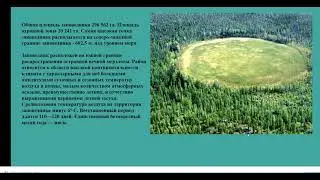 Урок 5 Презентация Гугл Комментарии