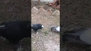 Птица Тифлисца