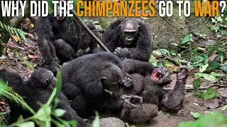 Why Did Chimps Go To War? | The Gombe Chimpanzee War 1974-1978
