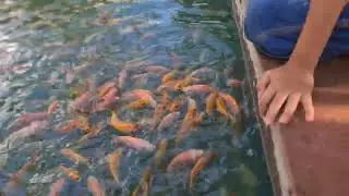 Adorable Kid Feeds Fish with Spoon! 🐟🥄 Watch the Cutest Feeding Adventure!