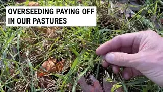 Sheep and Goat Winter Grazing (Pasture Overseeding Update)