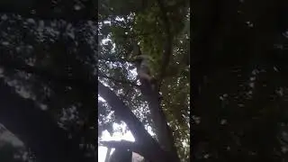 как легко и безопасно залезть и слезть с дерева