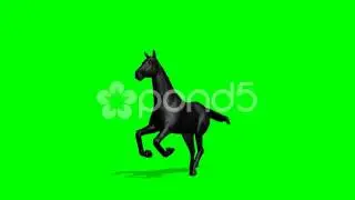 Black Horse Run - Seperated On Green Screen