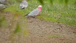 Galahs - always beautiful to watch#birds #TwitterNatureCommunity #biodiversity #nature