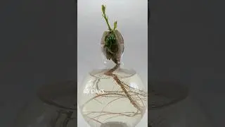 Acorn to oak tree in 196 days #timelapse