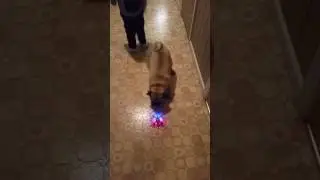 Pug attacks drone!