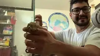 ASMR GumChu - Gum Chewing & Gecko Tank Setup