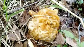 СТРОЧОК ГИГАНТСКИЙ.Gyramitra gigas.Лечебные свойства.