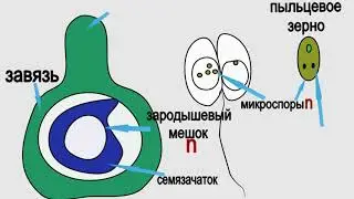 ШкБио: Двойное оплодотворение цветковых растений