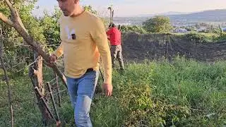 Vacas lo hacen de nuevo me están destrozando la cerca, Pero descubrimos quien es el dueño.