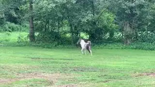 Bindi - Phantom x majesty 2019 filly