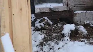 черный дрозд и малиновка
