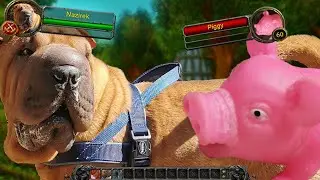 Shar Pei Dog vs Piggy Boss