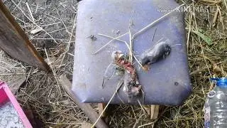 Обращаюсь ко всему миру😢кто нибудь знает 😢 почему крольчиха кушает своих детей😢 что делать?? 😪😪