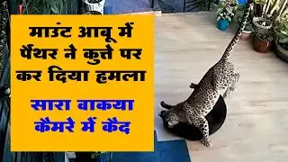 dog attacks by panther | माउंट आबू में पैंथर ने एक कुत्ते पर हमला कर दिया | mount abu rajasthan