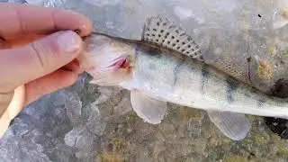 Ловля на мормышку. Плотва. Судак на мормышку. Рыбалка в Запорожье.
