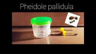 Новые экзоты! Pheidole pallidula