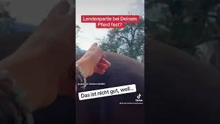Bei deinem Pferd ist der hintere Rücken verspannt? | und die Lendenpartie richtig fest?