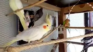Viveiro de Calopsitas, Mandarins e Periquitos Australianos - J Drones