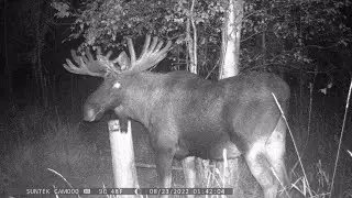 🦌 видео неделя на #солонце, в ожидании гона #лосей