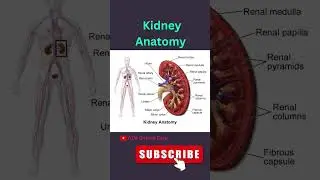Kidney Anatomy //Kidney disease//Kidney cancer 