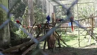 Feeding Rescued Blue Macaw in São Paulo #macaw #blueandgoldmacaw  #animals #birds #parrot