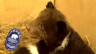 Рождённые быть свободными. Медвежья школа. Серия 2