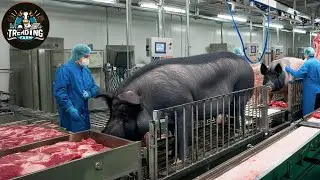 Inside The Giant Chinese Black Pig Farms – How Meat Processing Handles Millions Of Animals