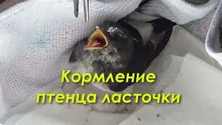 Птенец ласточки. Чем кормить птенца ласточки в домашних условиях