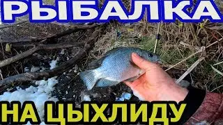 FISHING ON Tsykhlydu.Vodiano.Shandora.PROBIV BROKONIER'S ON THE BACK OF THE BARRIER.